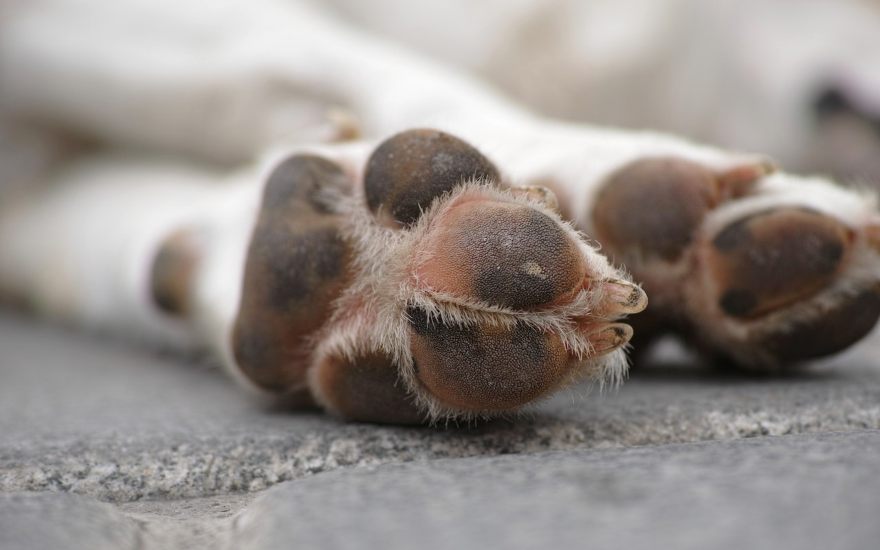 polpastrelli cane secchi e screpolati